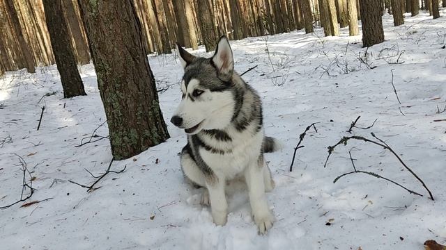 Хаски. Поведение ЗИМОЙ!