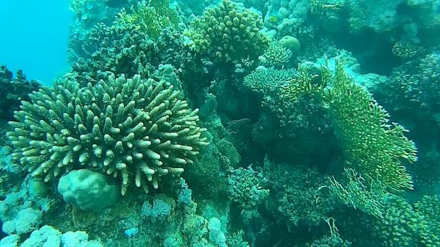 Красное море • Кораллы • Дайвинг