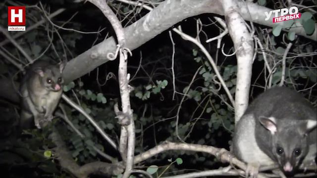 Угадай зоомелодию! | ЗООМАНИЯ