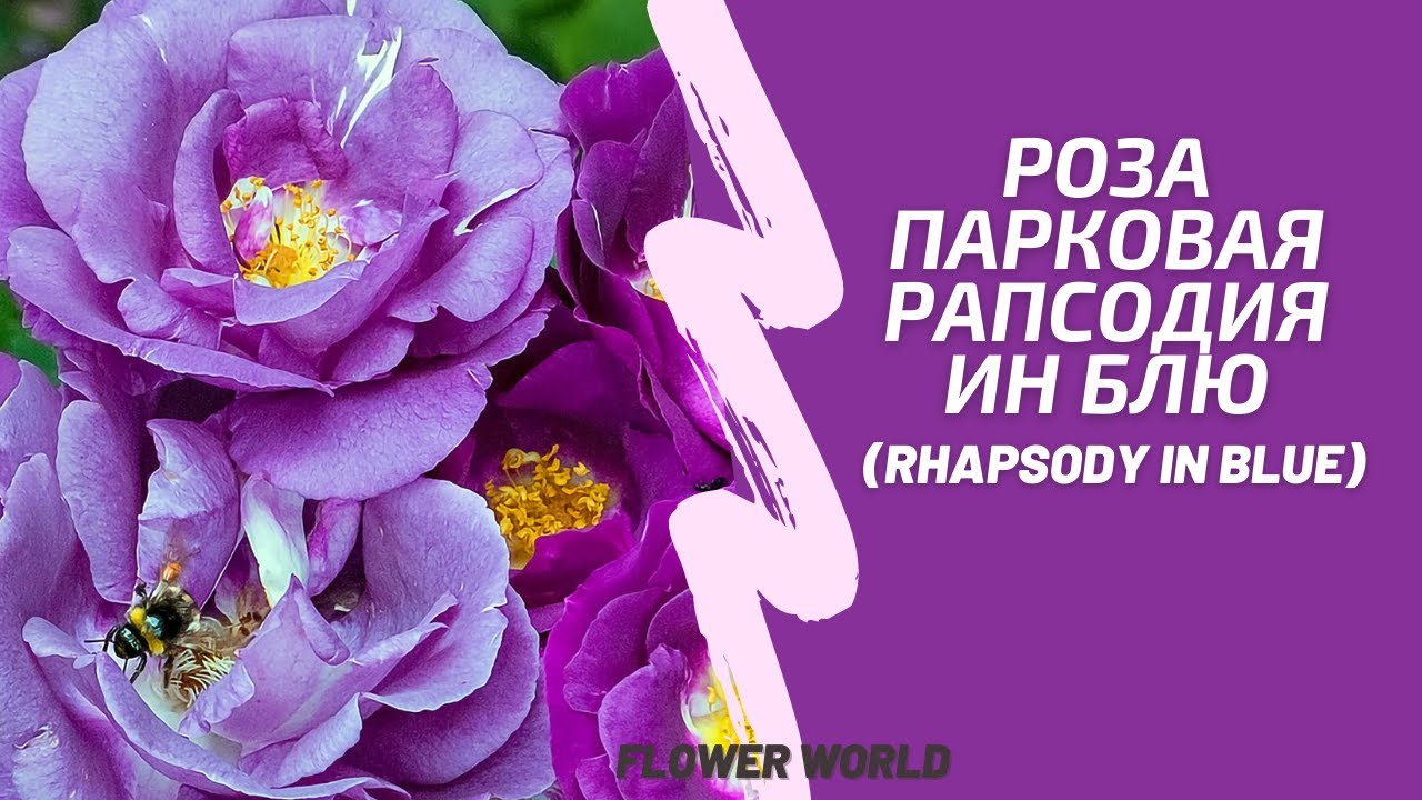 Роза парковая Рапсодия ин Блю (Rhapsody in Blue) роза парковая рапсодия ин блю.😍
