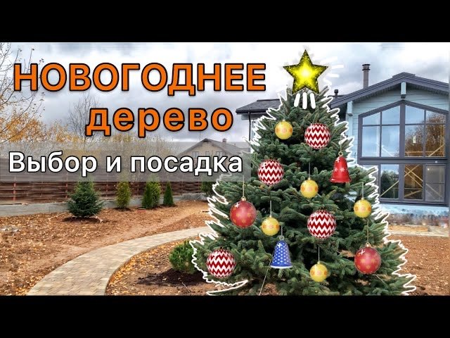Живая НОВОГОДНЯЯ ёлка. Как выбрать дерево. Правильная посадка. Дневник садовода