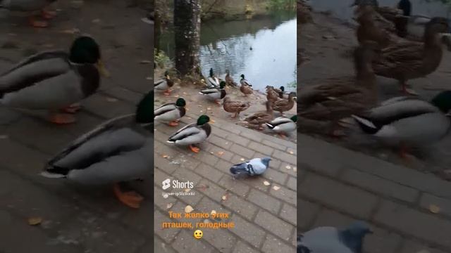 Голодные уточки и голуби??Пришли кормить?