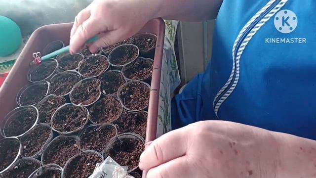 Сибирь. Сею томаты старым забытым способом.