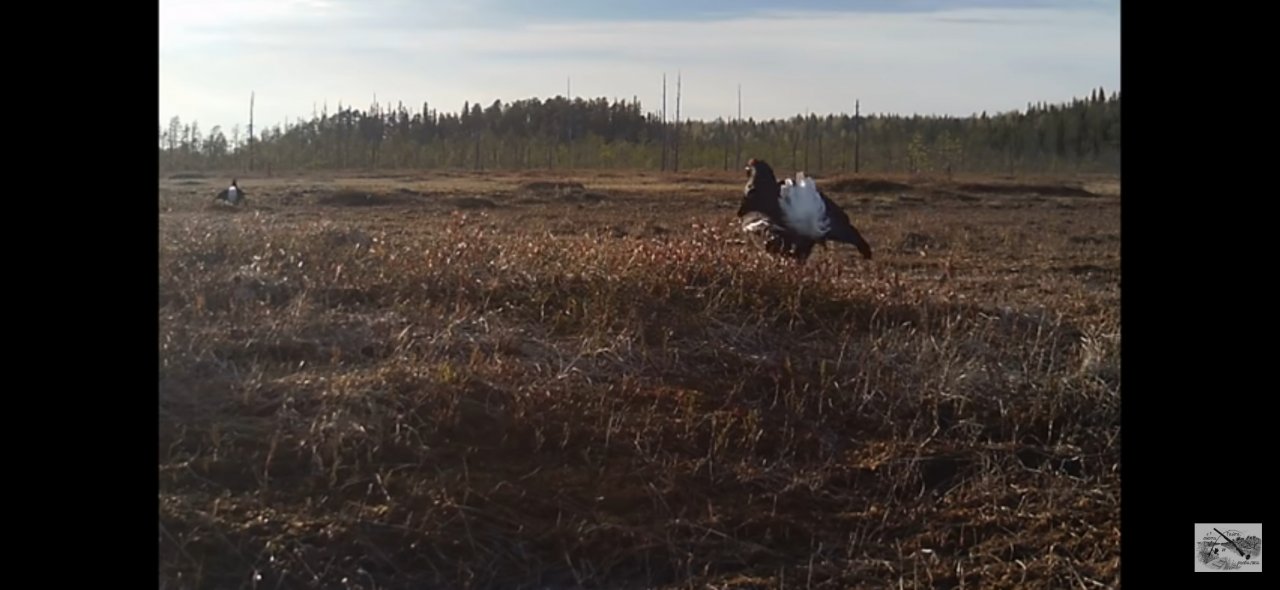 ОХОТА НА ТЕТЕРЕВА НА ТОКУ / ТЕТЕРЕВИНЫЙ ТОК / ВЕСНА 2021