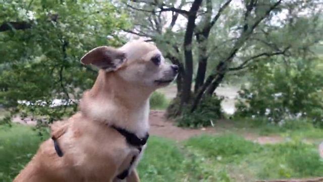 #Ветер повалил вековые #деревья  #Смайлик #Москва
Хороший характер у чихуахуа, он смелый и спокойный