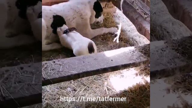 Жил однажды крол задира:)