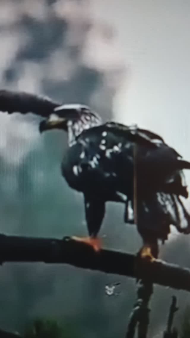 БЕРКУТ и СКОПА - бесстрашные пернатые хищники😯#Shorts