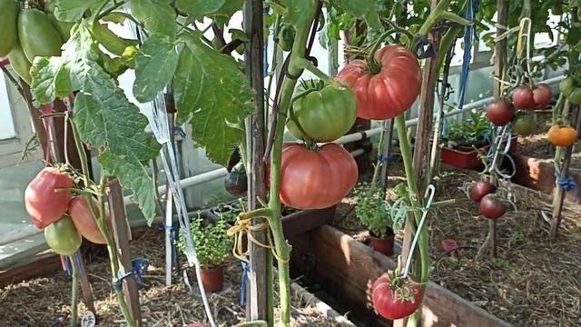 Сибирь. Обзор и дегустация томата Болгарская Хала