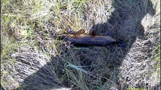 ЩУКА 5,2 КГ.Карельская рыбалка.Спиннинг и самоловки.PIKE 5,2 KG.Karelian fishing.Spinning. (1).mp4