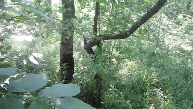 Ориентирование по мху. Ставрополье, водораздел