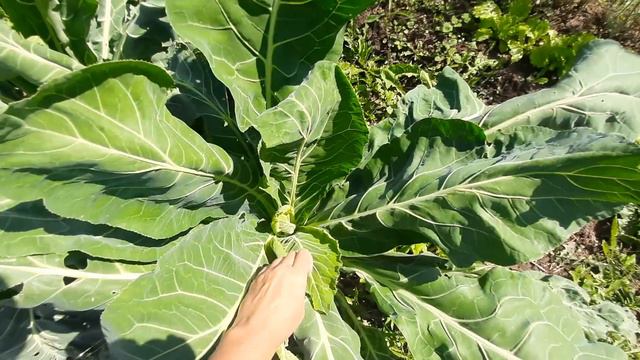 Ужас! Урожая не будет?! дача середина августа