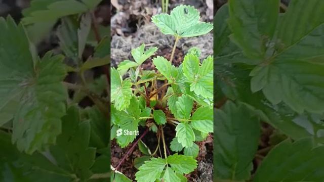 Mignonette Садовое пополнение новым сортом земляники