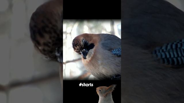 #shorts Сойка задумчивая