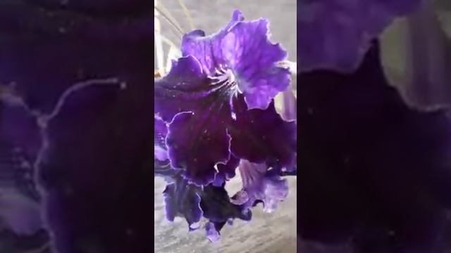 DS-СИБИРЬ стрептокарпус.