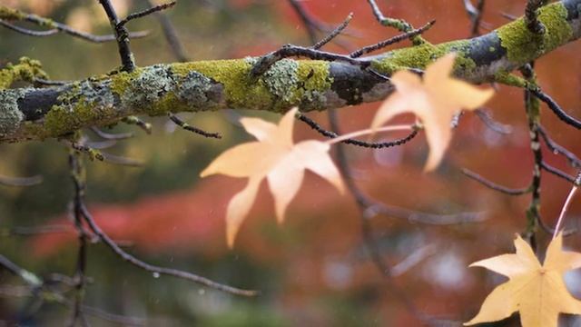 Осень золотая..avi