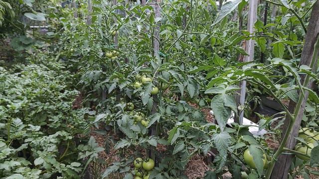 Подкормка томатов во время налива плодов.