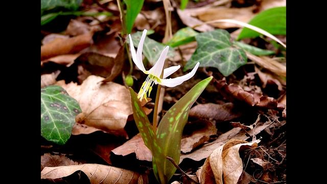 НАШ МАРТ, ЗОНА СИНЕГО ПОДЛЕСКА