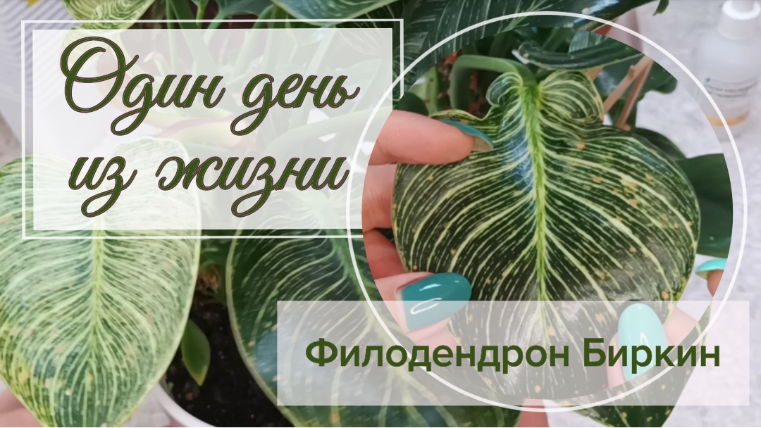 Филодендрон Биркин. Один день из жизни растения. 13.10.2022