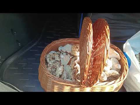 Поход за грибами