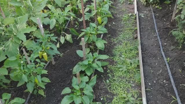 Важная подкормка перца.