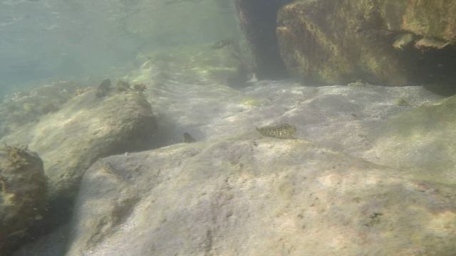 24 сентября 2023 пугливый краб и кефаль