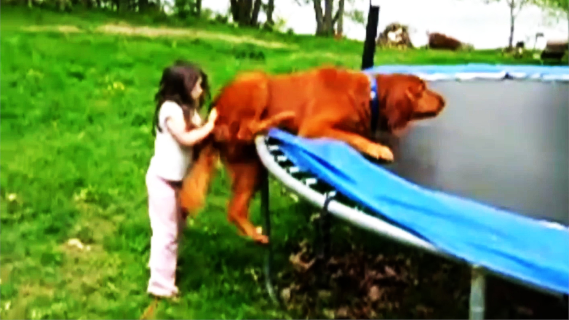 «Попробуй не смеяться» Подборка «Веселые псы не справляются»