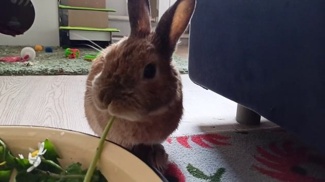 Счастье кролика Ирискина