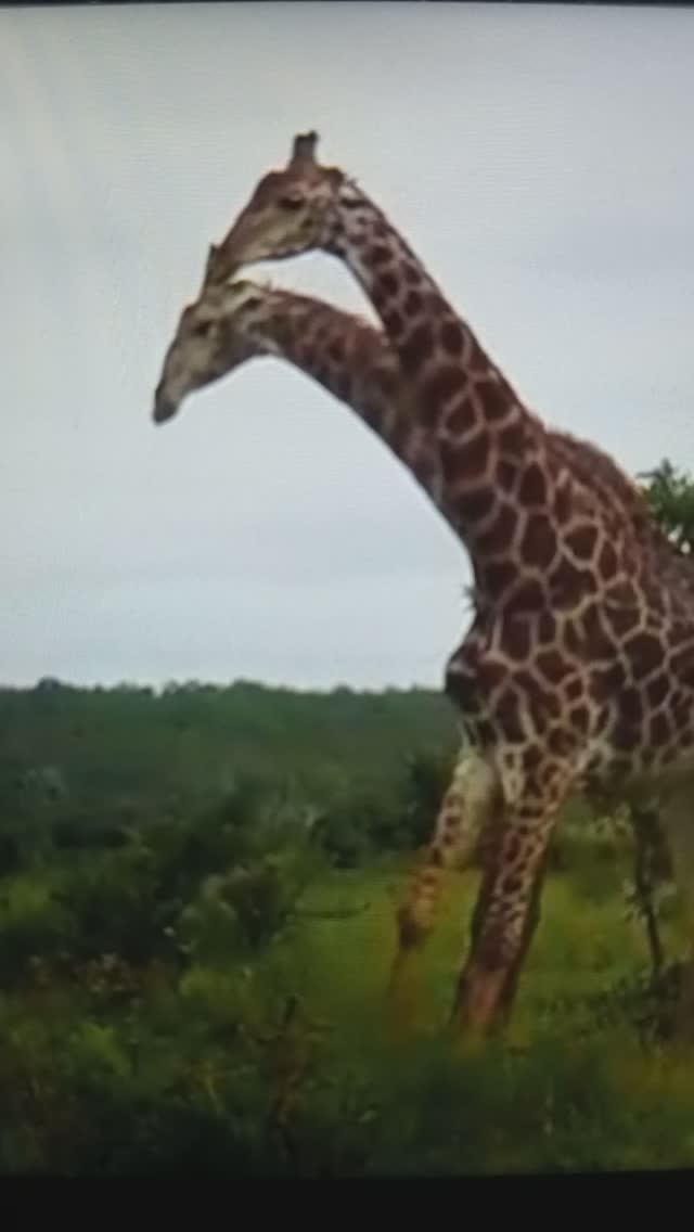 ЖИРАФ и ЖИРАФА😯#Shorts