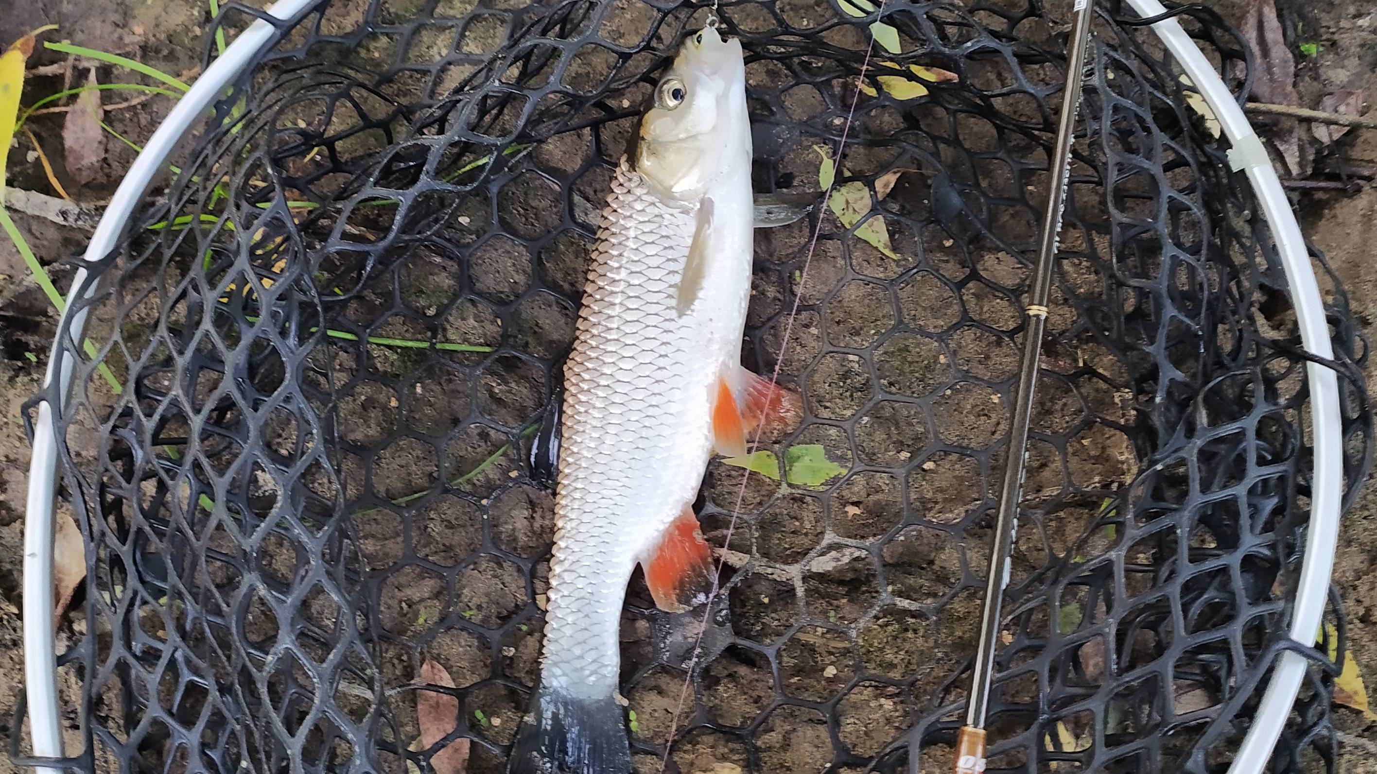 Малая речка. Микро-воблеры и микро-колебалки.mp4