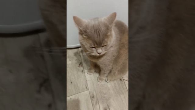 Мой кот Марсик эдит