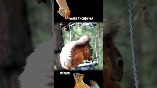 Белка прячется от непогоды под своим хвостом