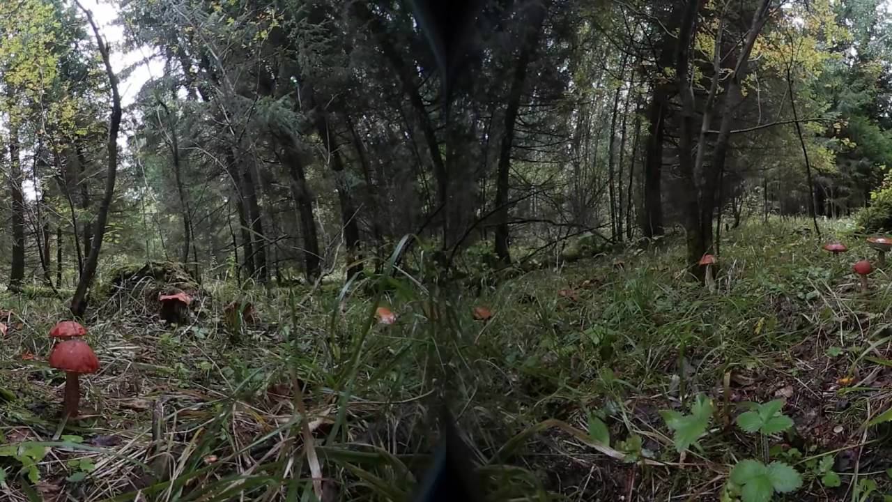 Samsung Gear 360 - mushrooms