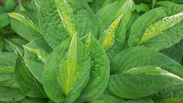 хоста STRIPTEASE