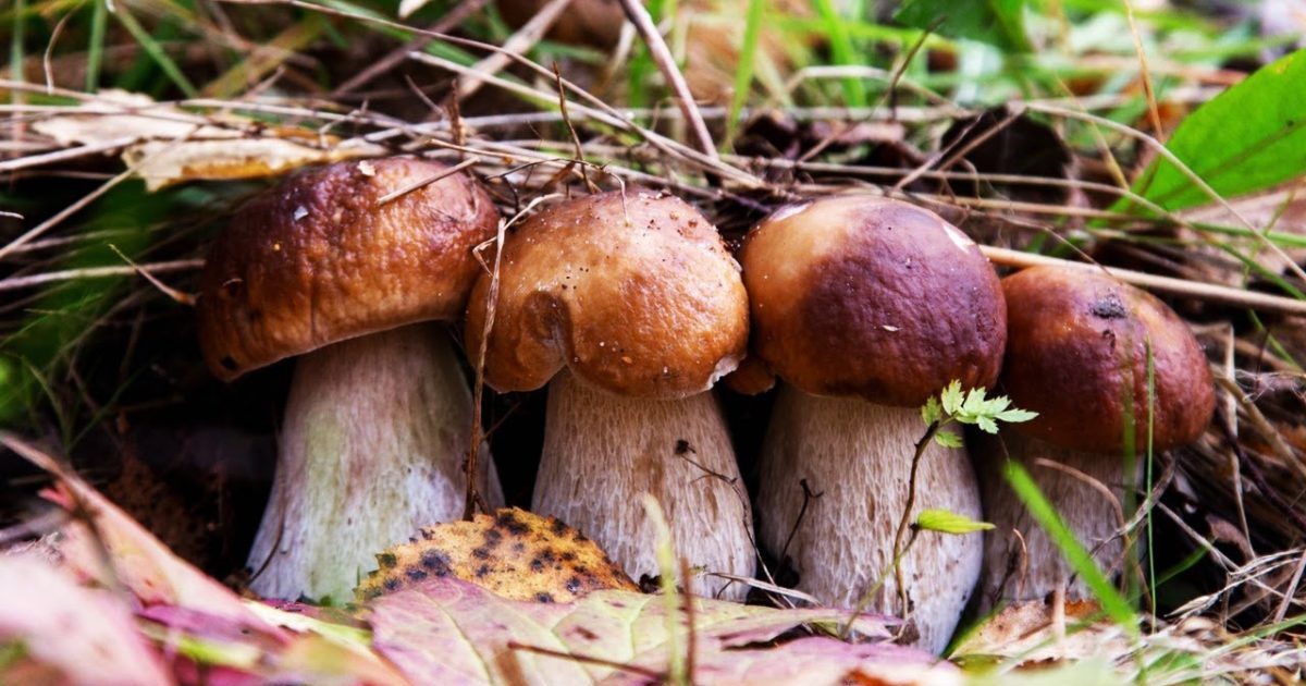 Тихая охота. Собираю грибы..