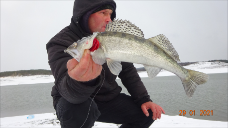 Судак судак.2021.Ловля на живца.