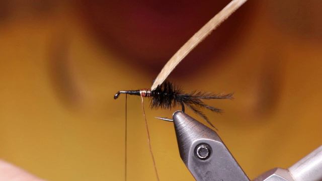 Loop Wing Nymph Arthofer Variant