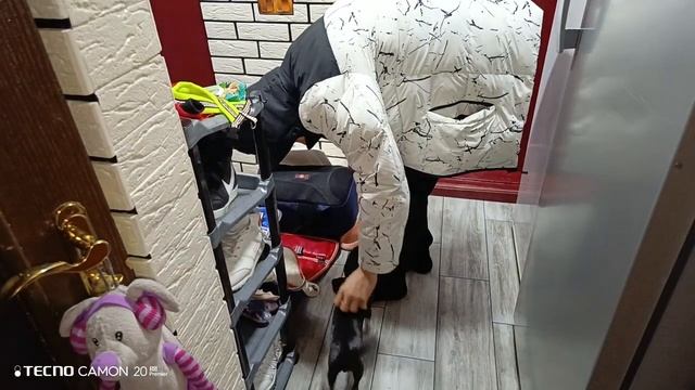 Чихуахуа наконец дождался .Сын приехал.