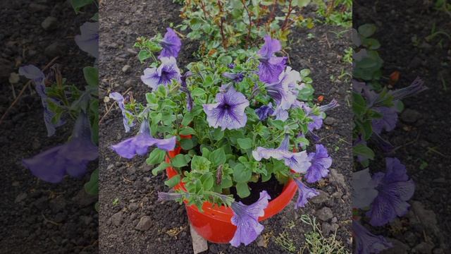 #фото У бабушки на даче?в этом году еще красивее??Прудики, петунии, ива хакуро нишики #цветы