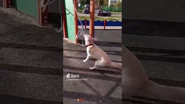 Зарядочка, силовая ?.mp4