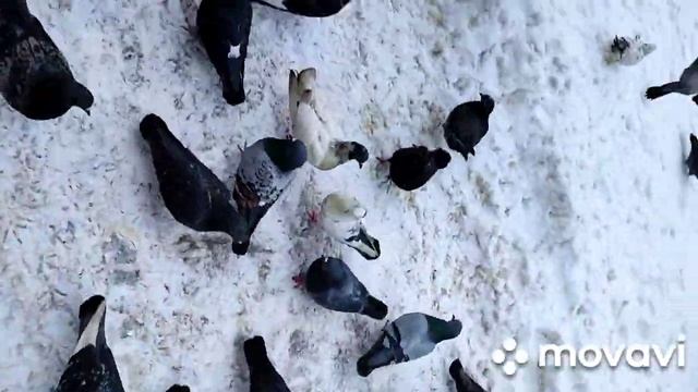 #shorts Не полопаешь , так не полетаешь. ?.mp4