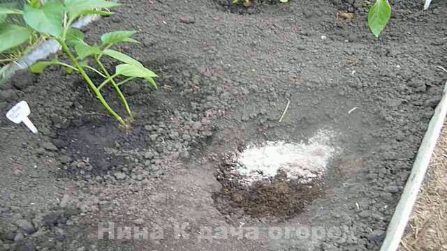 Тонкости Посадки Перца в Теплицу🌶️ Как правильно Сажать Перец. Перец Выращивание и уход видео