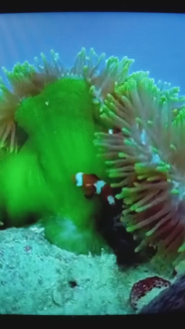 КОРАЛЛЫ - странные животные разных форм и цветов? ?#Shorts