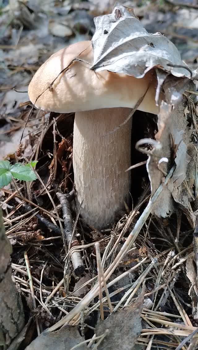 Белые грибы растут в лесу