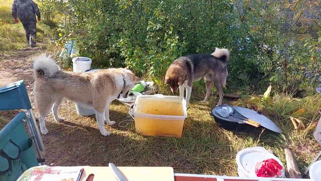 Первые щуки после завтрака