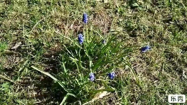 В Петербурге цветёт Сакура .(2)