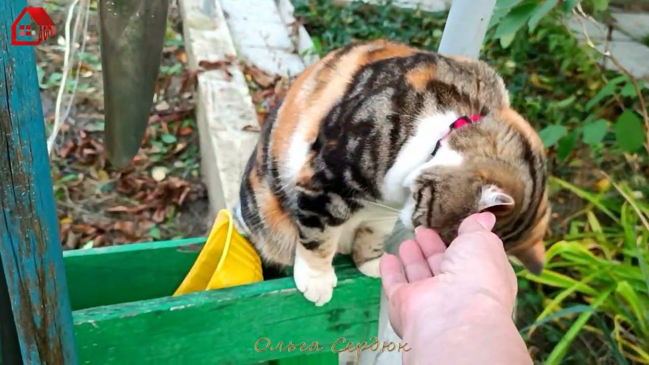 Кошачья нежность/ Ксюша в саду / любимые питомцы