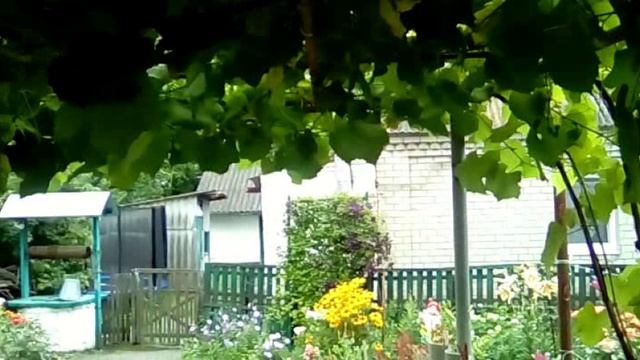 Вишня и малина в нашем саду.mp4