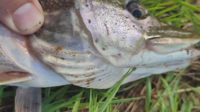 Щука на пилькер. Река Неман