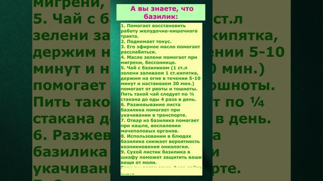 Базилик может помочь даже при укачивании