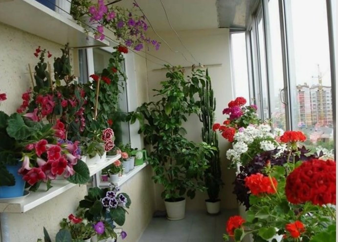 Всего 1 ГРАММ и у вас ШИКАРНЫЙ ЦВЕТНИК в квартире (720p)